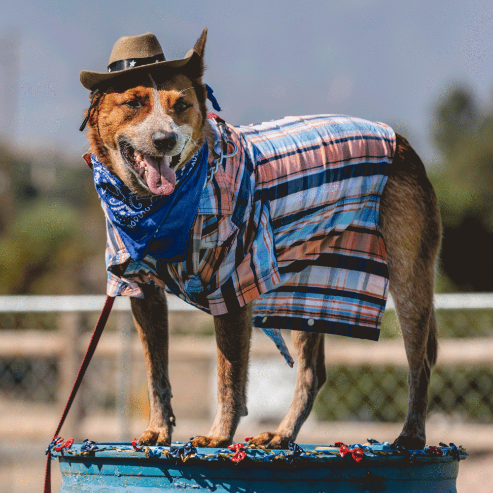 Pet Parade